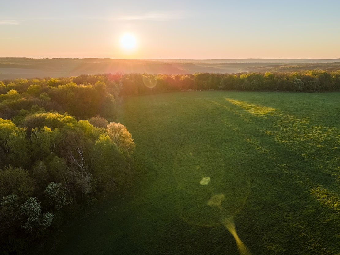 Skogslandskap i motljus
